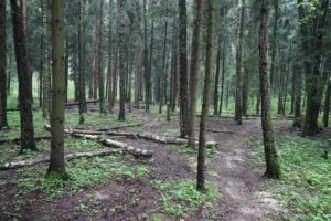 Лес в мкр. Супонево Звенигород
